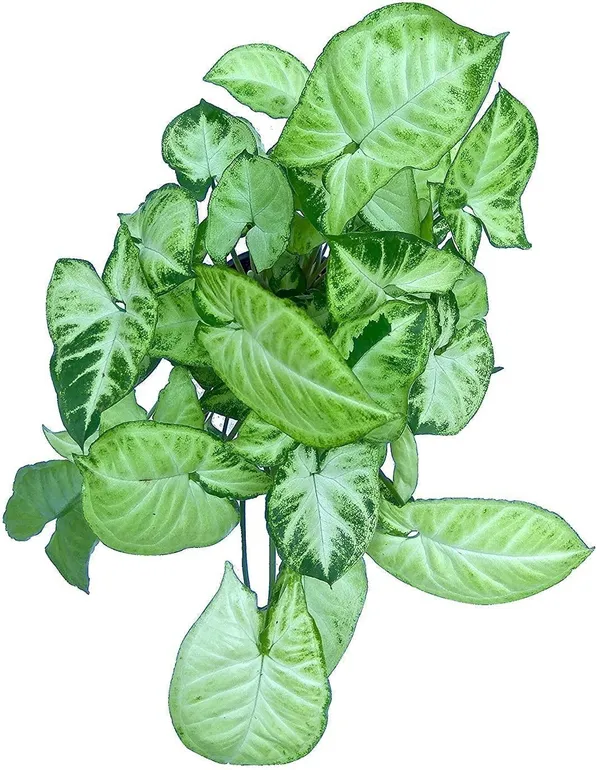 Golden_Money_Plant_(Hybrid,_Pack_of_1)