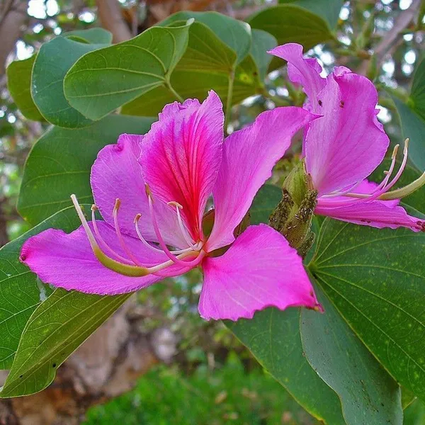 ZZ_Plant_(Hybrid,_Pack_of_1)