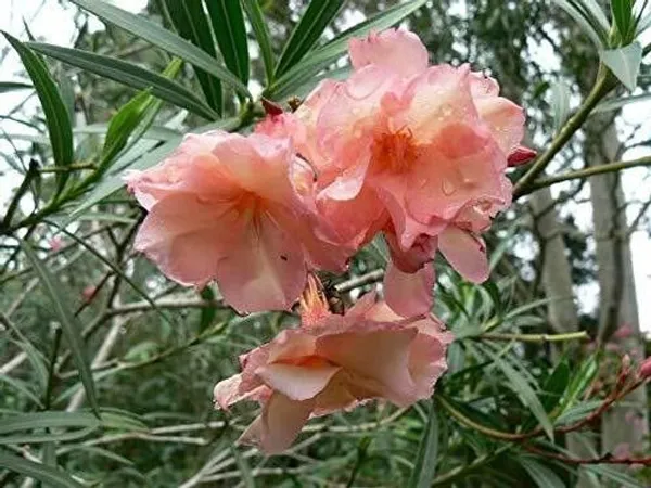 Kaner_Plant_(Hybrid,_Pack_of_1)