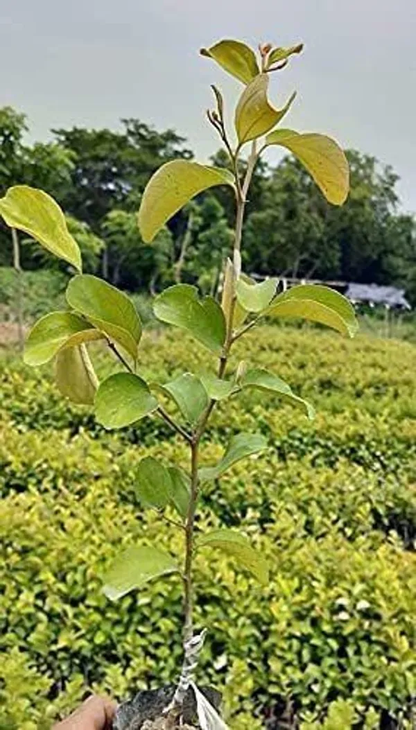 Ber_Apple_Plant_(Hybrid,_Pack_of_1)