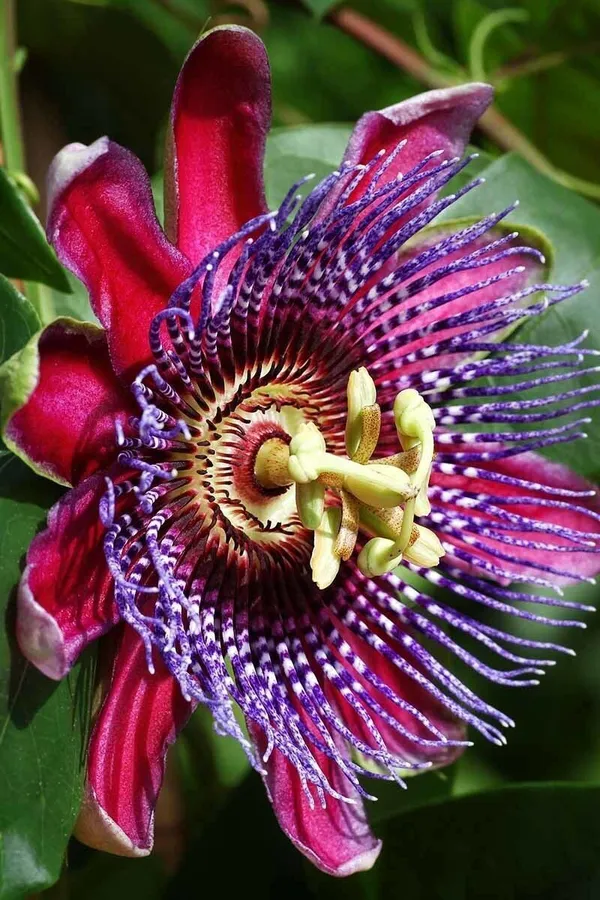 Passion_Plant_(Hybrid,_Pack_of_1)