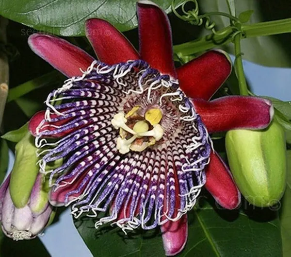 Passion_Plant_(Hybrid,_Pack_of_1)