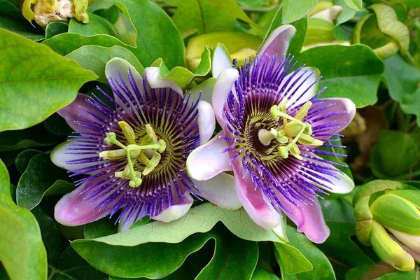 Passion_Plant_(Hybrid,_Pack_of_1)