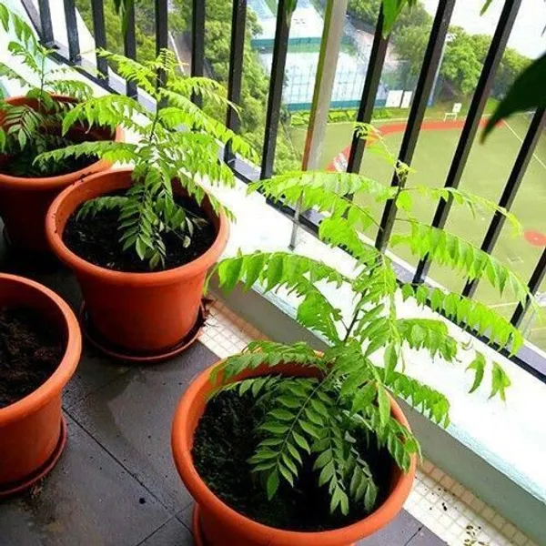 Curry_Leaf_Plant_(Hybrid,_Pack_of_1)