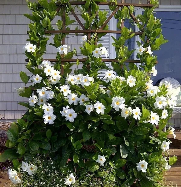 Mandevilla_Plant_(Hybrid,_Pack_of_1)
