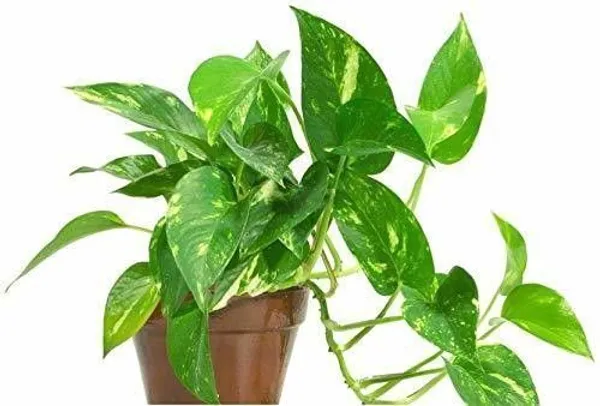 Money_Plant_(Hybrid,_Pack_of_1)
