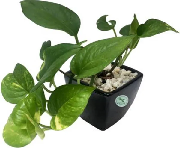 Money_Plant_(Hybrid,_Pack_of_1)