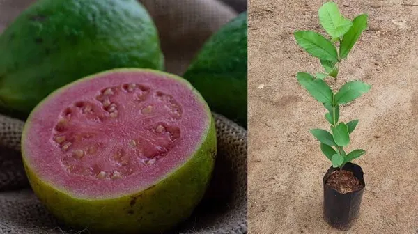 Guava_Plant_(Hybrid,_Pack_of_1)