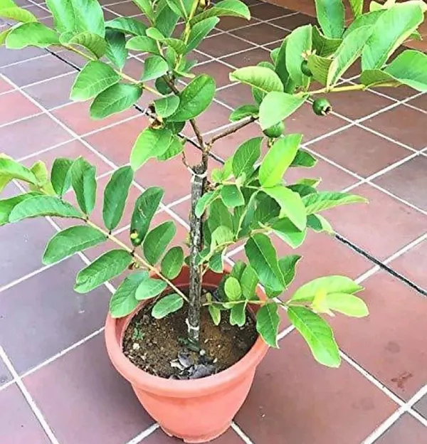 Guava_Plant_(Hybrid,_Pack_of_1)