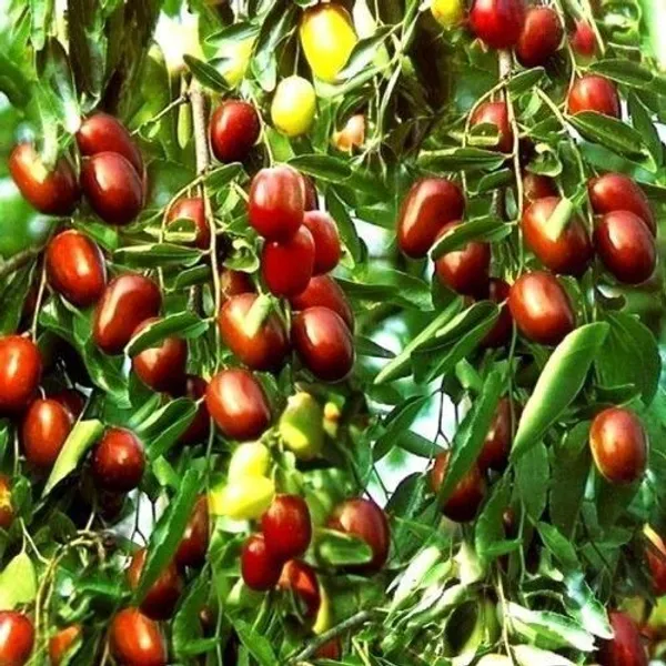 Apple_Plant_(Hybrid,_Pack_of_1)