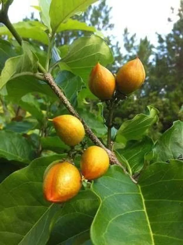 Peanut_Plant_(Hybrid,_Pack_of_1)