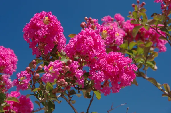 Thunberjia_Plant_(Hybrid,_Pack_of_1)