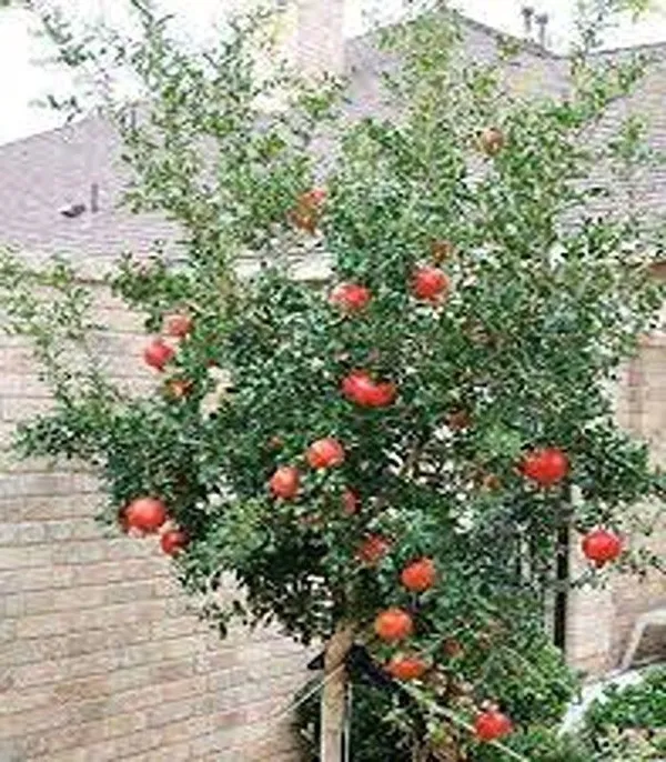 Pomegranate_Plant_(Hybrid,_Pack_of_1)