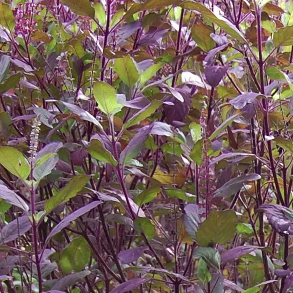 Tulsi_Plant_(Hybrid,_Pack_of_1)