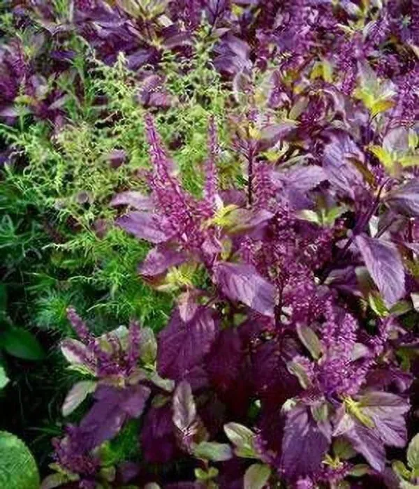 Tulsi_Plant_(Hybrid,_Pack_of_1)