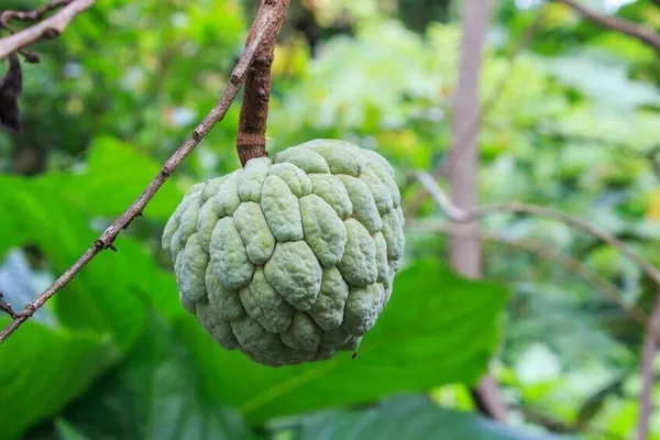Custard_Apple_Plant_(Hybrid,_Pack_of_1)