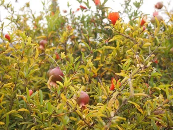 Pomegranate_Plant_(Hybrid,_Pack_of_1)