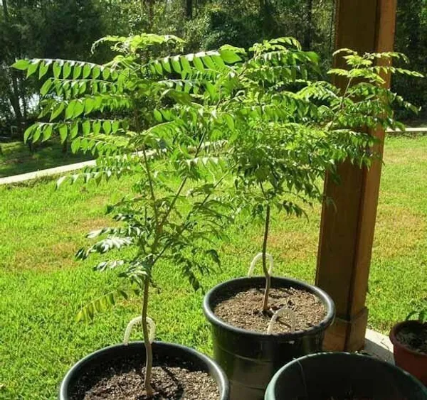 Neem_Plant_(Hybrid,_Pack_of_1)