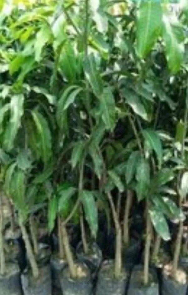Mango_Plant_(Hybrid,_Pack_of_1)