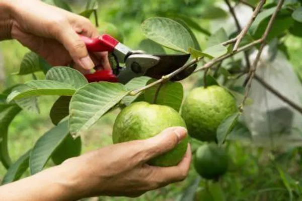 Guava_Plant_(Hybrid,_Pack_of_1)