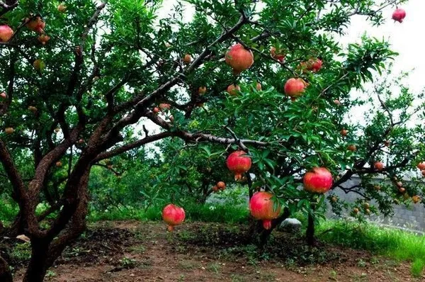 Pomegranate_Plant_(Hybrid,_Pack_of_1)