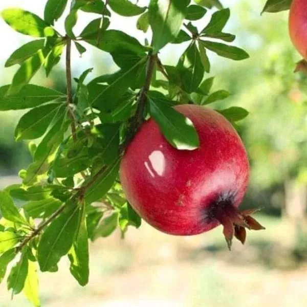 Pomegranate_Plant_(Hybrid,_Pack_of_1)