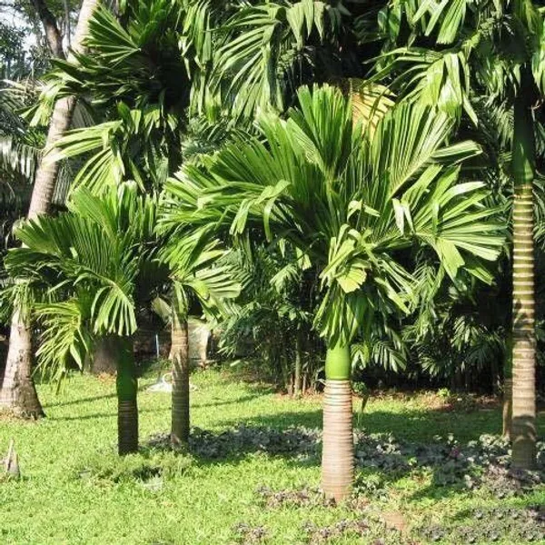Betel_Nut/Supari_Plant_(Hybrid,_Pack_of_1)