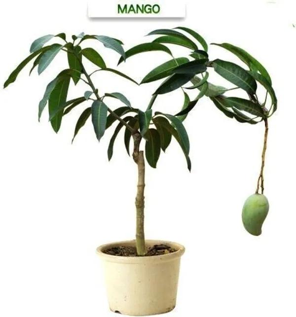 Mango_Plant_(Hybrid,_Pack_of_1)