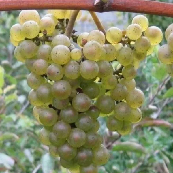 Grapes_Plant_(Hybrid,_Pack_of_1)
