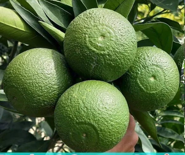 Lemon_Plant_(Hybrid,_Pack_of_1)