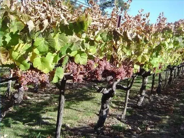 Grapes_Plant_(Hybrid,_Pack_of_1)