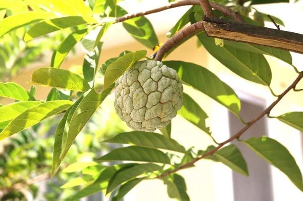 Custard_Apple_Plant_(Hybrid,_Pack_of_1)