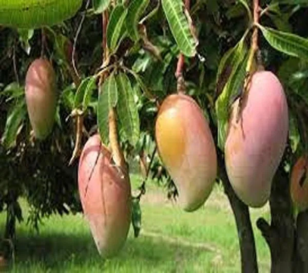 Mango_Plant_(Hybrid,_Pack_of_1)