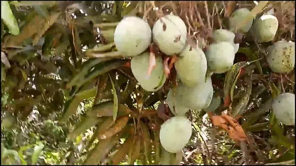 Mango_Plant_(Hybrid,_Pack_of_1)
