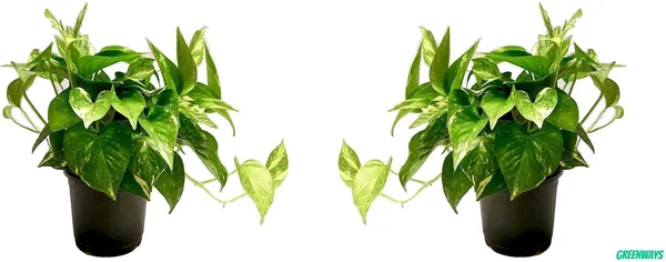 Money_Plant_(Hybrid,_Pack_of_1)