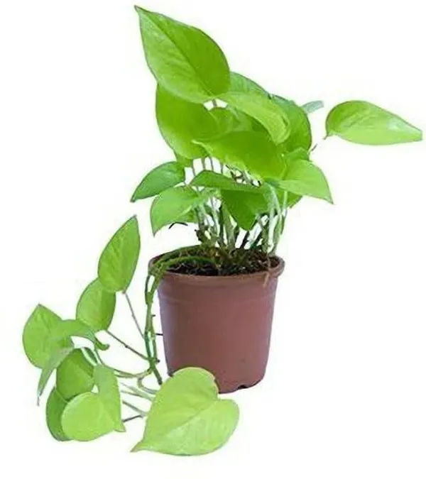Money_Plant_(Hybrid,_Pack_of_1)