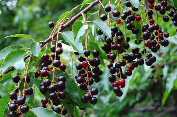 Cherry_Fruit_Plant_(Hybrid,_Pack_of_1)