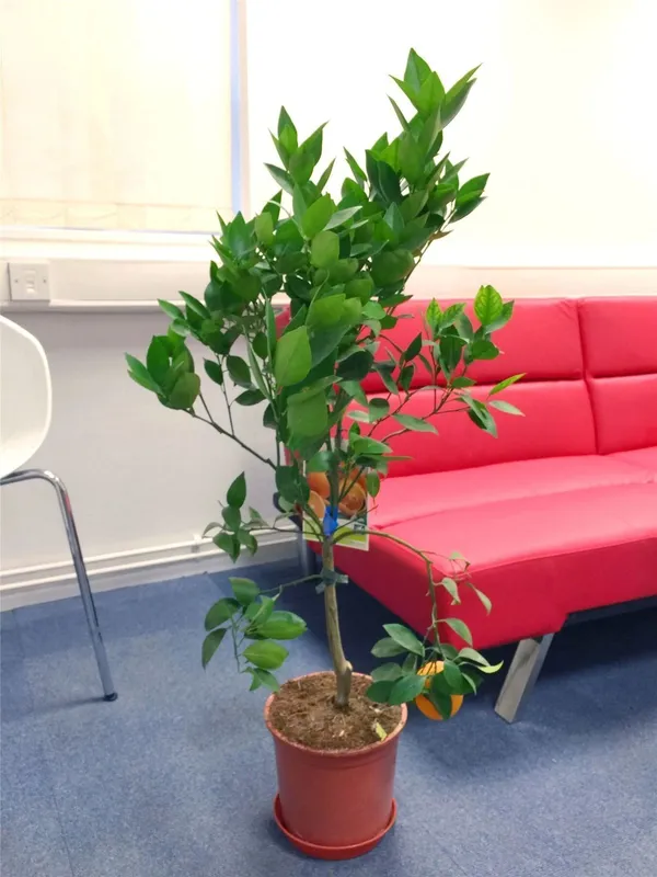 Cherry_Fruit_Plant_(Hybrid,_Pack_of_1)