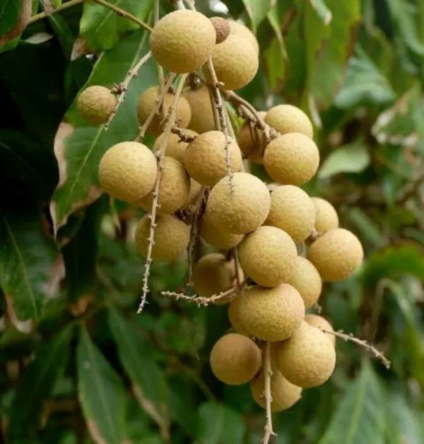 Litchi_Plant_(Hybrid,_Pack_of_1)