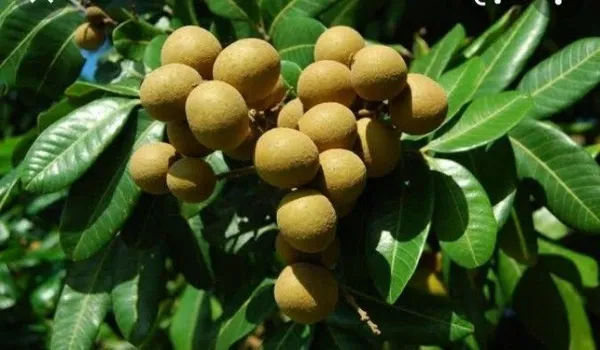 Litchi_Plant_(Hybrid,_Pack_of_1)