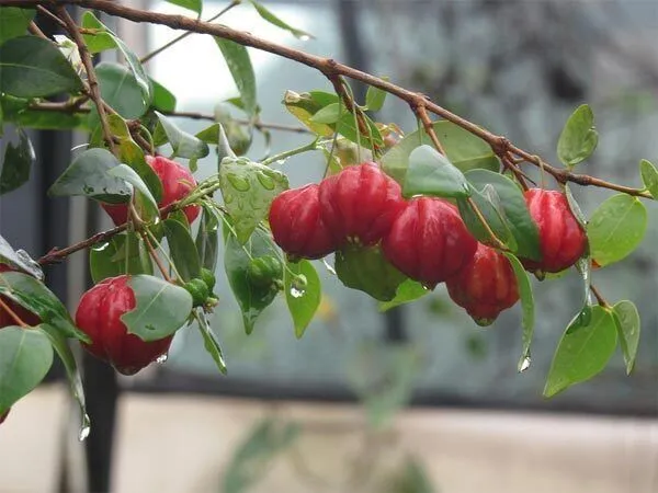 Cherry_Fruit_Plant_(Hybrid,_Pack_of_1)