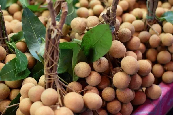 Litchi_Plant_(Hybrid,_Pack_of_1)