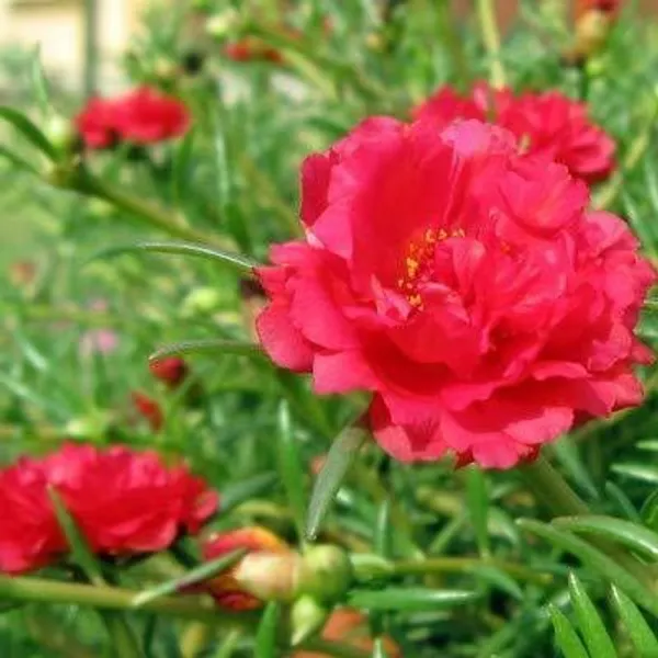 Portulaca_Plant_(Hybrid,_Pack_of_1)