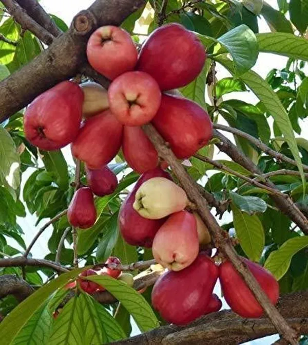Jamun_Plant_(Hybrid,_Pack_of_1)