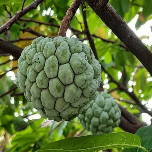 Custard_Apple_Plant_(Hybrid,_Pack_of_1)