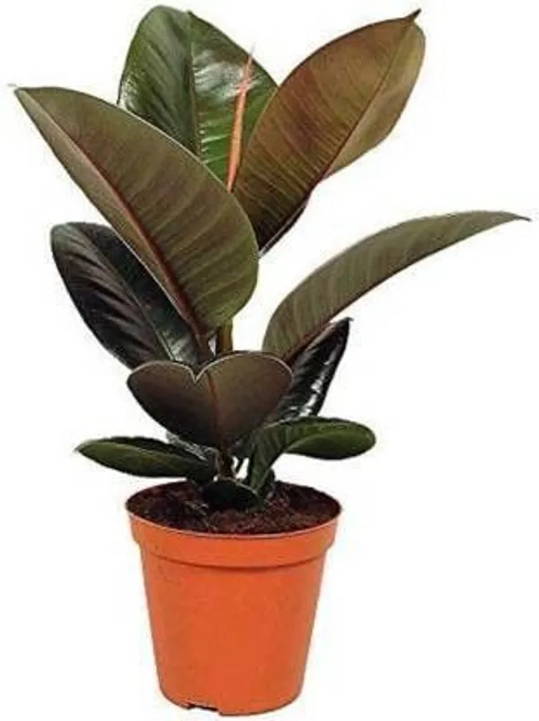 Ficus_Plant_(Hybrid,_Pack_of_1)