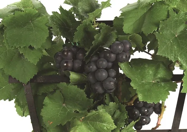 Grape_Plant_(Hybrid,_Pack_of_1)