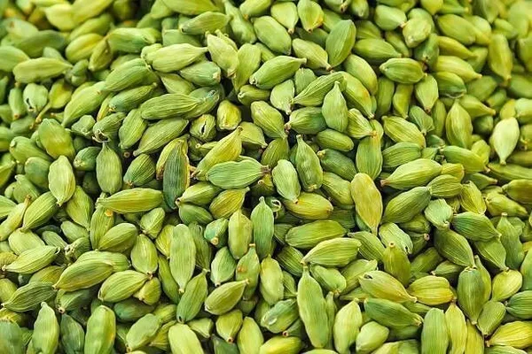 Elaichi/Cardamom_Plant_(Hybrid,_Pack_of_1)