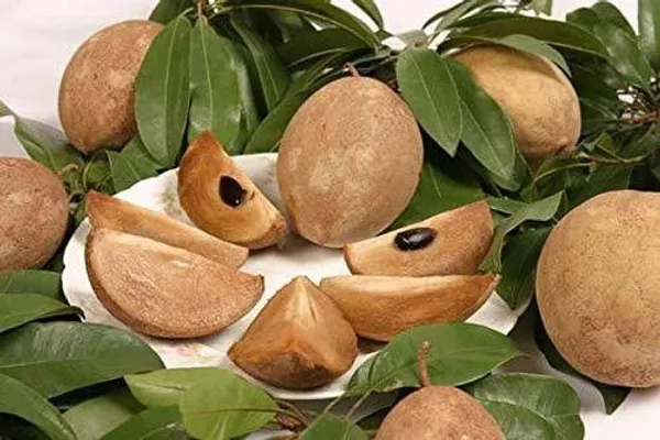 Chiku_Plant_(Hybrid,_Pack_of_1)