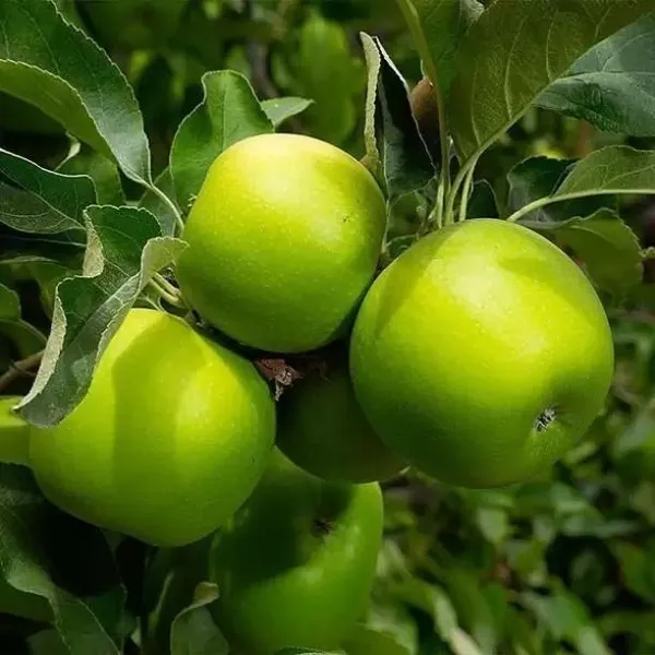 Apple_Plant_(Hybrid,_Pack_of_1)